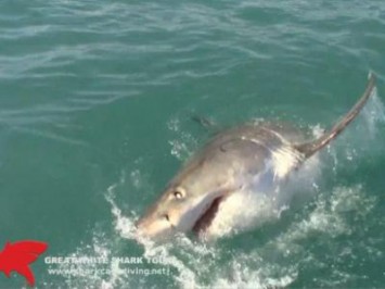 Daily Shark Cage Diving Blog - 19 October 2019