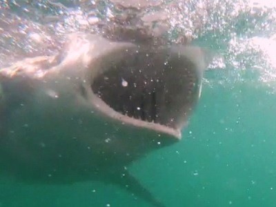 Daily Shark Cage Diving Blog 10 January 2020