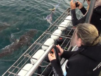 Daily Shark Cage Diving Blog 11 December 2019