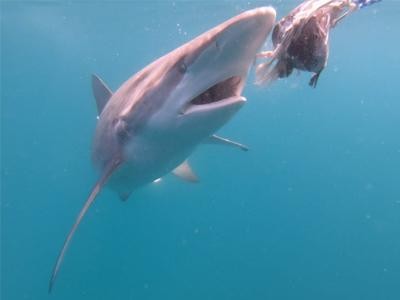 Daily Shark Cage Diving Blog 12 December 2019 