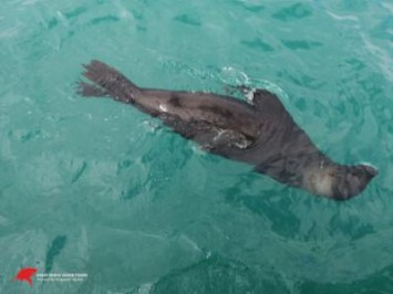 Daily Shark Cage Diving Blog - 18 October 2019