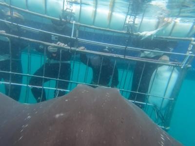 Daily Shark Cage Diving Blog 2 January 2020