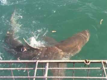 Daily Shark Cage Diving Blog 27 January 2020