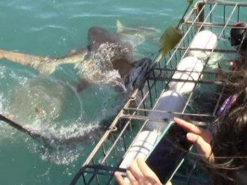 Daily Shark Cage Diving Blog 5 December 2019