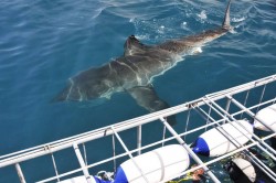 shark-cage-diving-01.jpg