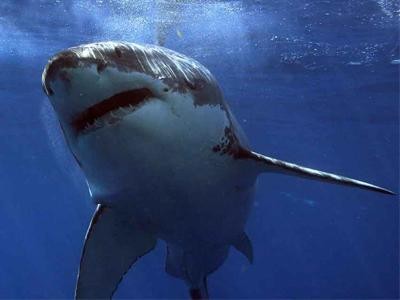 Why Are Great White Sharks Still a Mystery to Us?