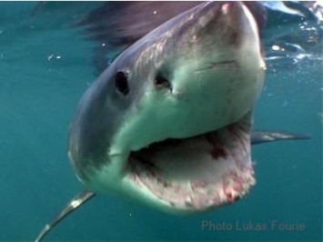 How do Sharks Sniff out a Meal? It is all in the timing!