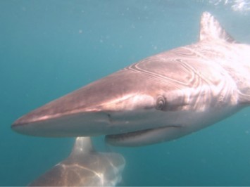 Daily Shark Cage Diving Blog 12 January 2020