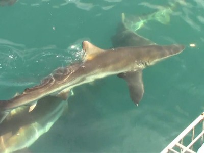 Daily Shark Cage Diving Blog 14 January 2020