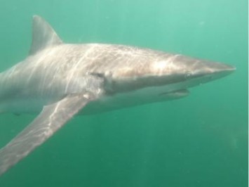 Daily Shark Cage Diving Blog - 17 November 2019