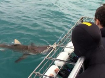 Daily Shark Cage Diving Blog 10 December 2019