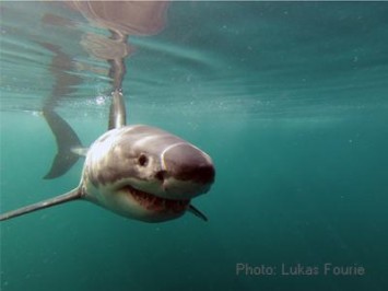 Great White Sharks Are Natural-Born Superheroes- and here is why