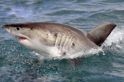 white-shark-cage-diving-01.jpg