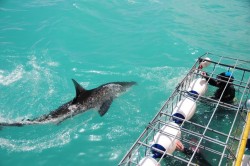 white-shark-cage-diving-02.jpg